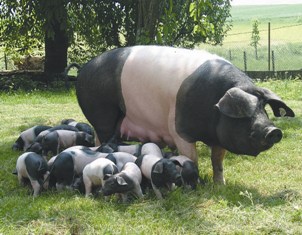 Hogs Deutsch Hogs Deutsch